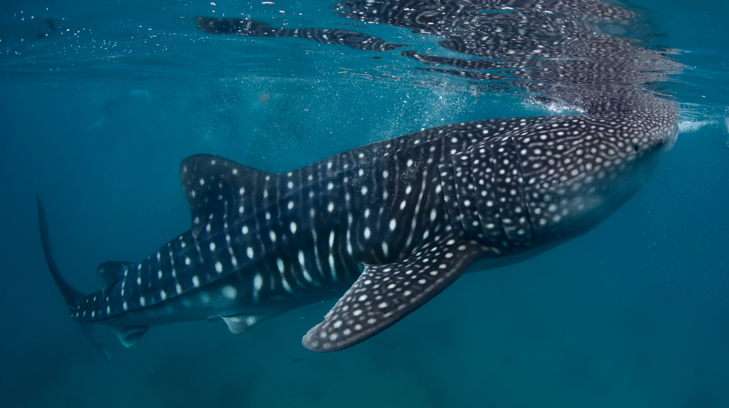 Whale Sharks in Oslob Waters