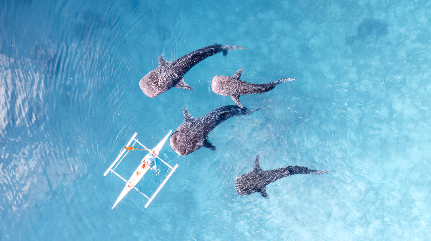 In the coastal town of Oslob, travelers have the rare opportunity to swim alongside gentle whale sharks, the largest fish in the ocean. These magnificent creatures glide gracefully through the water, offering a truly unforgettable marine experience in the clear waters of southern Cebu.