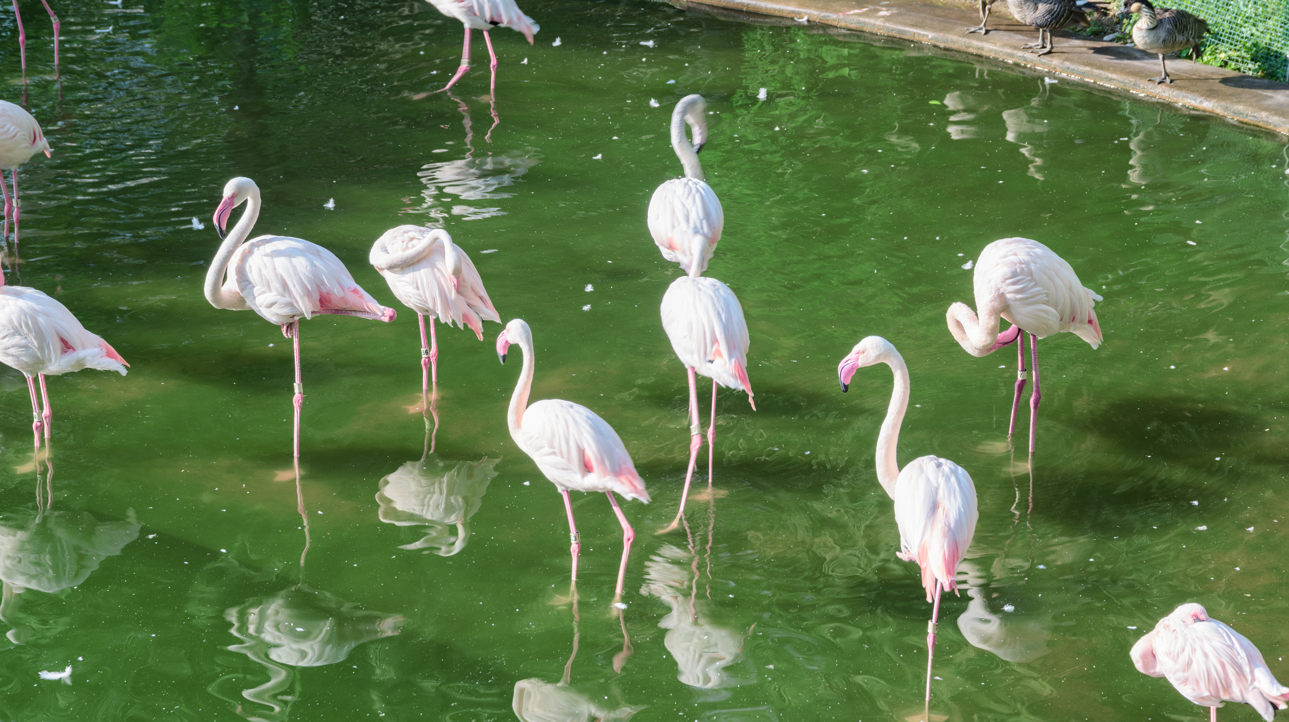 Greater Flamingo